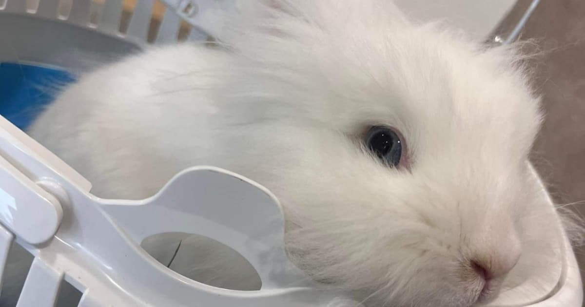 Cover Image for Bunnyla Can't Wait: The Most Impatient Bunny in the World ⏰🐰